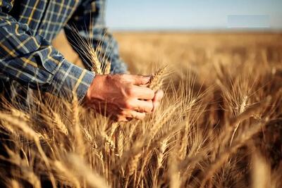 آخرین مهلت اعلام قیمت گندم: گندمکاران هفته آینده منتظر خبر نهایی باشند
