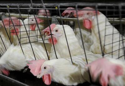 افزایش عرضه، قیمت گوشت مرغ را کاهش داد