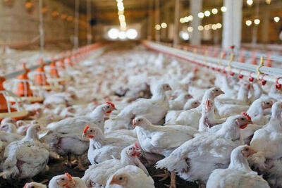 چرا قیمت مرغ کاهش پیدا کرد؟