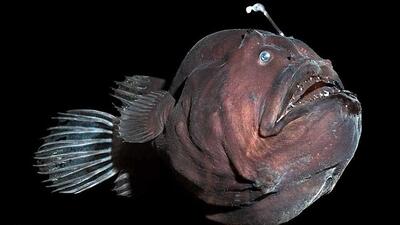  فیلم حرکت جالب ماهی راهب /  شکارچی کمین‌ گر اعماق دریا