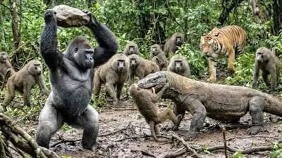 فیلم مستند حیات وحش / نبرد خلاقانه گوریل  با کومودویی که به برادرانش حمله برد