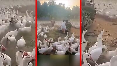  فیلم راه‌حل خلاقانه چین برای علف های مزاحم