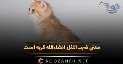  معنی ضرب المثل انشاءالله گربه است (داستان و تحلیل ضرب المثل)