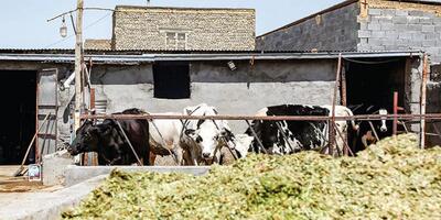 وزارت جهاد کشاورزی و فروپاشی آرام صنعت دام
