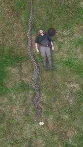 کشف طولانی‌ترین مار وحشی جهان با بیش از ۷ متر طول + ویدئو