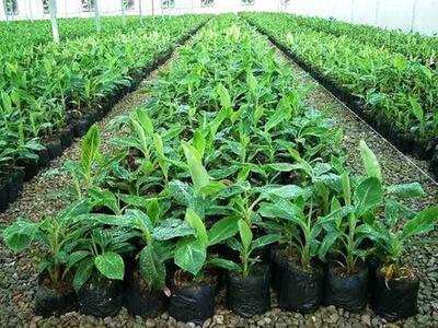  ۱۹ میلیون نهال طی ۳ سال اخیر در گلستان کشت شد