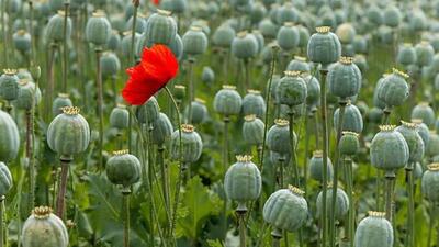  کشت خشخاش در ایران قانونی می‌شود