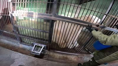  تمرینات خرس قطبی ترپی ‍