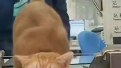  در تایوان، یک گربه به «رئیس ایستگاه» تبدیل شده است