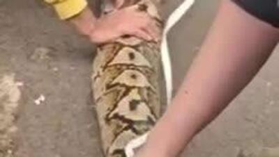  مار پیتون «بارونسسا» به عنوان طولانی‌ترین مار وحشی جهان ثبت شد