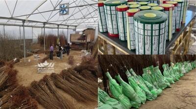 خرید نهال شناسنامه دار از بزرگترین تولید کننده نهال در غرب کشور