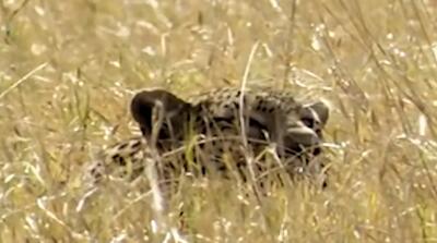  میزان پنهان‌کاری پلنگ قبل از شکار پرنده را ببینید