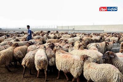 قیمت دام زنده امروز 16 بهمن 1404 + جدول