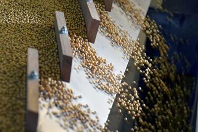 ترامپ به دنبال فروش ۲۰ میلیون تن سویای آمریکایی به چین است