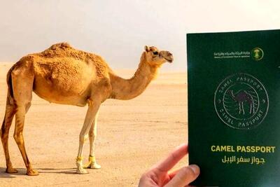  شترهای سعودی پاسپورت دار می‌شوند