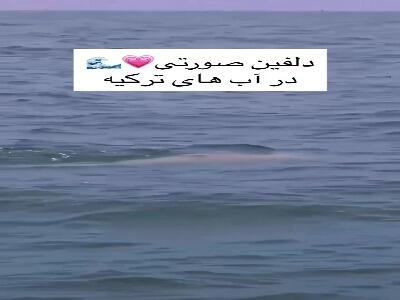  دلفین صورتی در دل آبی دریا