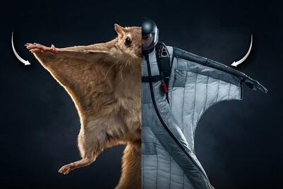  زیست الگوبرداری (بیومیمیکری)؛ پیوند هنر طراحی و مهندسی طبیعت (تصویری)