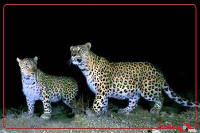  مشاهده ۲ قلاده پلنگ در منطقه حفاظت‌شده البرز جنوبی