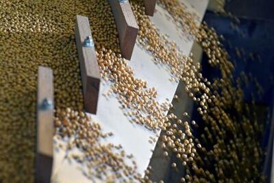 ترامپ به دنبال فروش ۲۰ میلیون تن سویای آمریکایی به چین