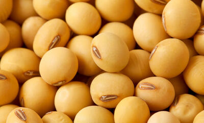  ترامپ به دنبال فروش ۲۰ میلیون تن سویای آمریکایی به چین