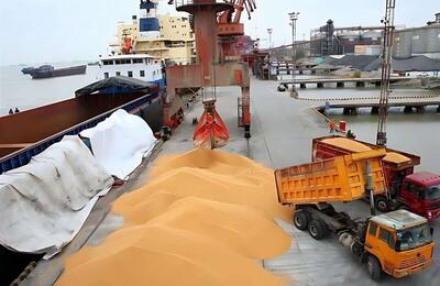  مصوبه جدید دولت برای نهاده‌های دامی ابلاغ شد