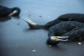  مرگ خاموش «باکلان» ها در سواحل خزر