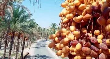  قیمت خرما برای ماه رمضان اعلام شد