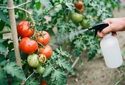  آیا آفت‌کش‌ها وارد بافت میوه و سبزی می‌شوند؟/ سم‌زدایی با آب نمک، زردچوبه، سرکه و آبلیمو چقدر مؤثر است؟