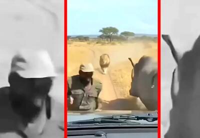 فیلم نجات معجزه آسا از چنگ شیر با کمک کرگدن