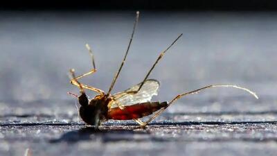  پیامدهای انقراض پشه‌ها؛ نقش پشه در زنجیره غذایی و سلامت انسان