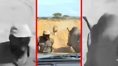  فیلم نجات معجزه آسا از چنگ شیر با کمک کرگدن