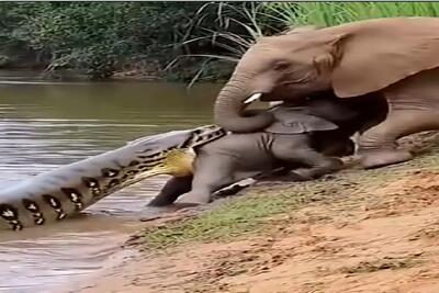  مستند حیات وحش؛ پیتون بچه فیل از قسمت تحتانی جا کرد تو حلقش