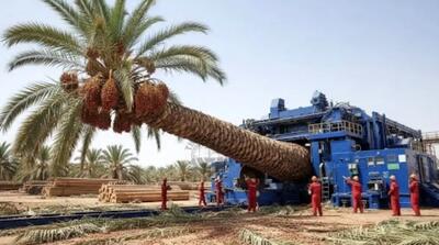  ابزارآلات غول پیکر؛ ابر دستگاه آوردن نخل رو میجوعه خرماشو تف میکنه