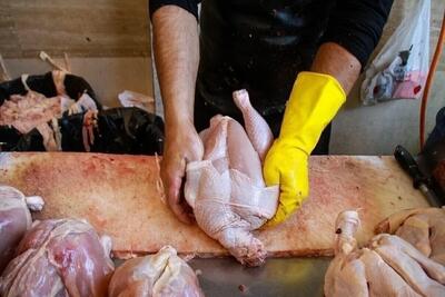  علت افت قیمت گوشت مرغ در بازار