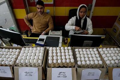  لغو ممنوعیت صادرات تخم‌مرغ با کاهش قیمت/ آزادسازی تدریجی تجارت در دستور کار دولت