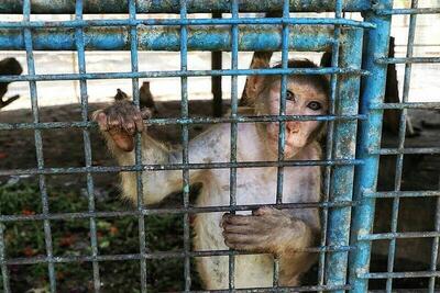  باغ‌وحش شهرستان هویزه پلمب شد