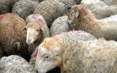  کشف و ضبط ۵۵۴ رأس دام قاچاق در مرز بانه