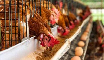  بهره برداری از طرح توسعه یک واحد پرورش مرغ گوشتی در سیریک
