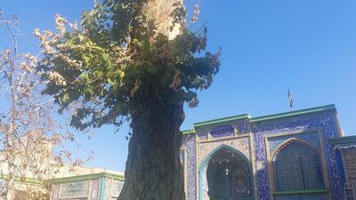  تلاش همدانی‌ها برای نجات جان درخت ۹۰۰ ساله