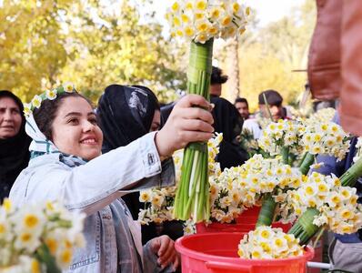 برداشت ۱۵ میلیون گل نرگس در پل‌دختر