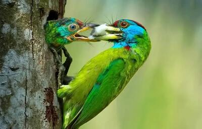  عکاسانی که «روح مادرانگی» را در حیات وحش ثبت کردند