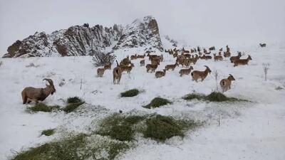  حفظ حیات وحش در زمستان؛ توزیع دستی علوفه در البرز جنوبی