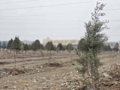  جنگل‌کاری در فردیس با کاشت بیش از ۲ هزار اصله نهال