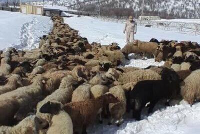  کشف ۵۵۴ راس احشام قاچاق در نوار مرزی هنگ بانه