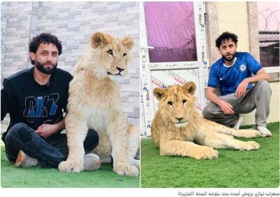  برنا گزارش می‌دهد؛ همزیستی غیرمتعارف با یک شیر در آپارتمانی در کابل