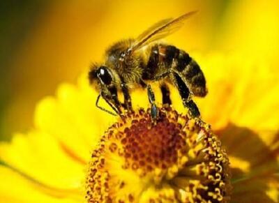  دستاورد بومی، تولید ژل رویال را افزایش داد - اکونیوز