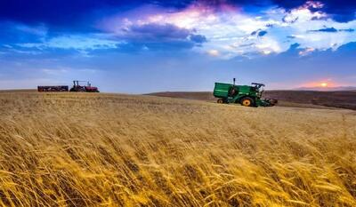  گندم در آستانه قاچاق / قیمت تضمینی نیاز به بازنگری دارد