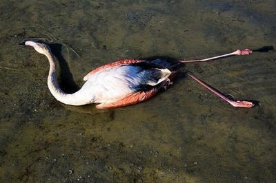  ماجرای پتروشیمی میانکاله دوباره از سر گرفته شد؟