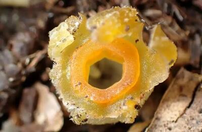  «فانوس پریان» پس از ۳۰ سال در یکی از جنگل‌های ژاپن پیدا شد | عکس