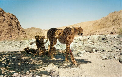  افسانه احیای یوزپلنگ آسیایی با دستان بسته | افزایش جمعیت یوز امیدوارکننده است؟